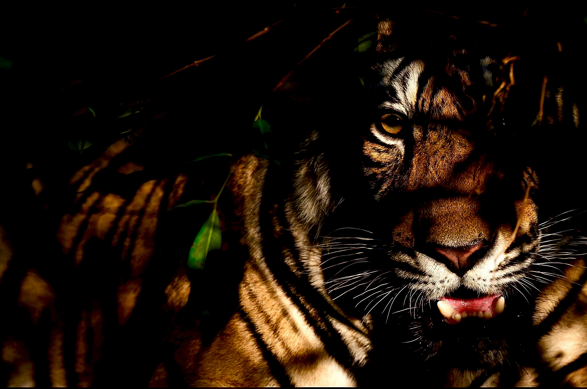 Shadow Stalker: Wild Bengal Tiger Portrait